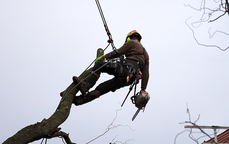 Tree Climbing