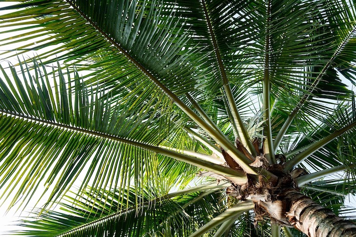 potatura palme roma