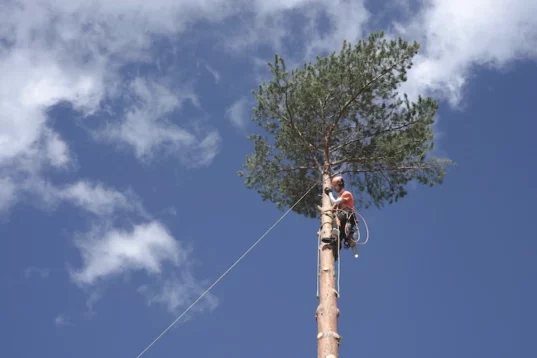 abbattimento alberi tree climbing roma