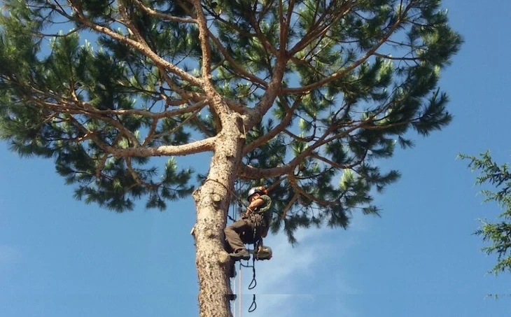 potatura alberi in tree climbing