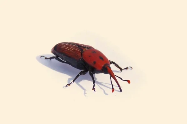 punteruolo rosso