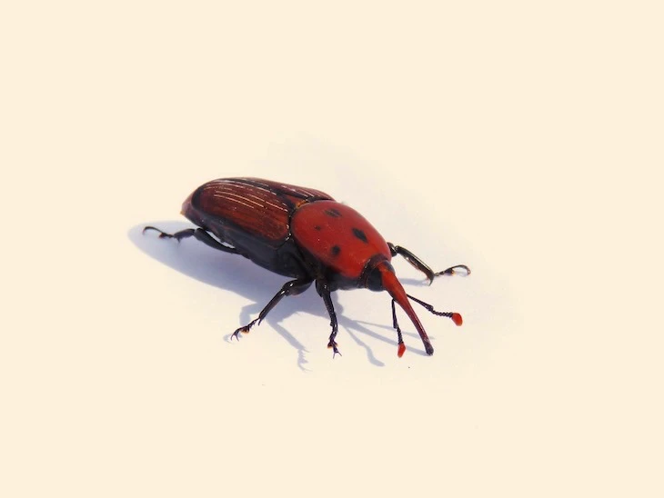 punteruolo rosso