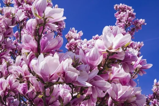 magnolia