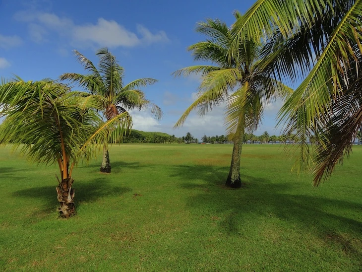 Potatura alberi di palma
