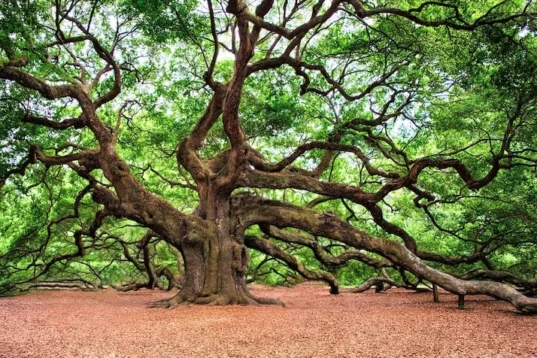 potatura alberi di quercia