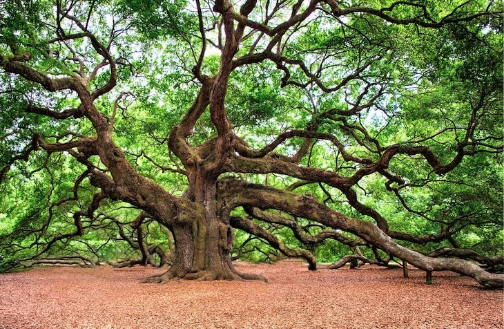 potatura alberi di quercia