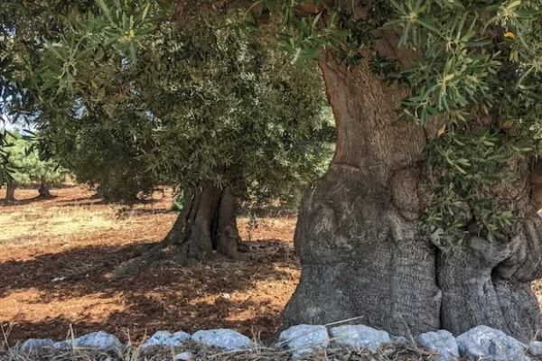 potatura alberi ulivo