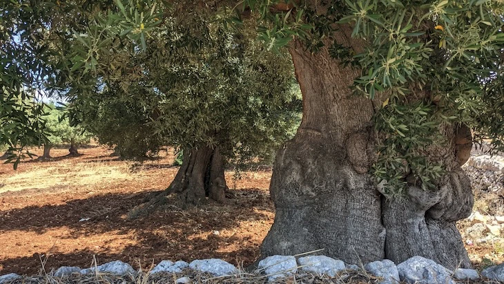 potatura alberi ulivo