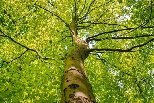 potatura alberi alto fusto