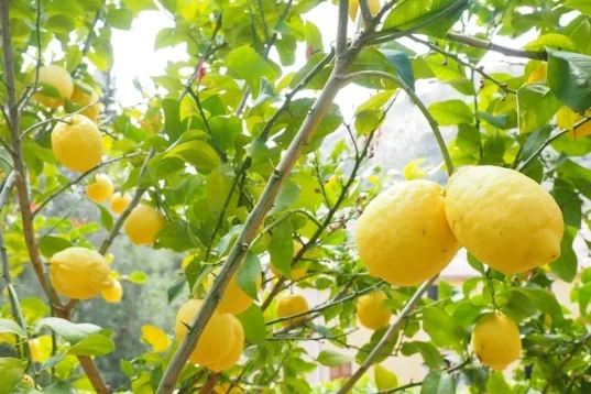 potatura alberi da limone