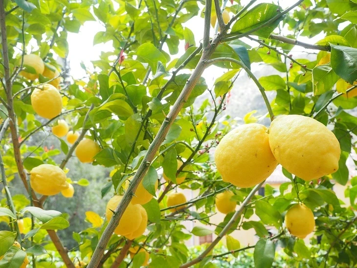 potatura alberi da limone