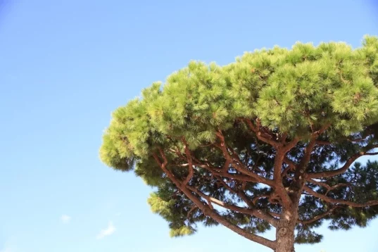 potatura alberi di pino