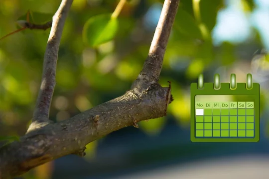 calendario potatura