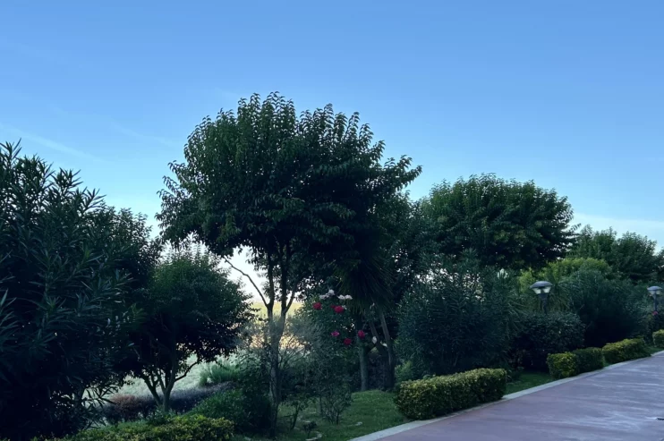 manutenzione giardini Roma