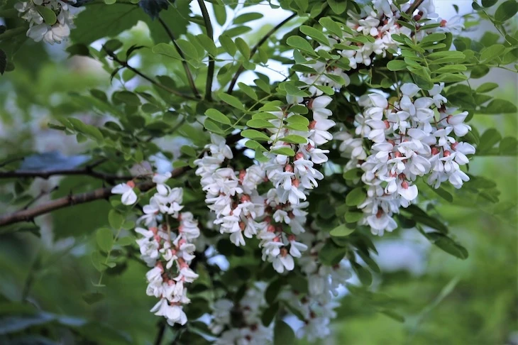potatura albero acacia